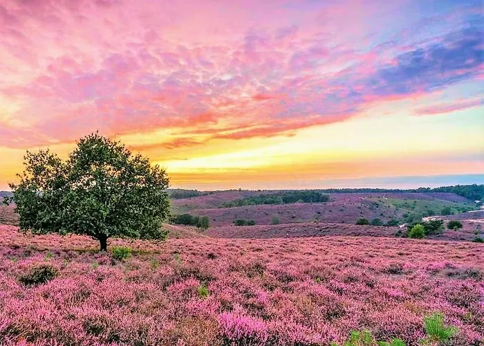 Boshuisje Met Sauna In Ferienpark *