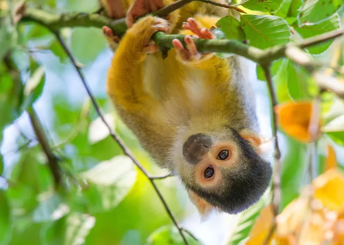 Boshuisje Met Sauna In Ferienpark Hoenderloo