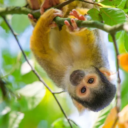 Boshuisje Met Sauna In Parco vacanze Hoenderloo