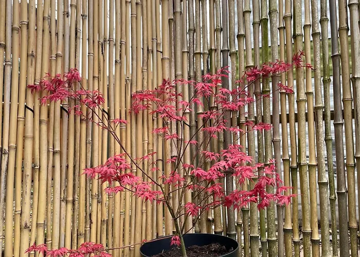 Boshuisje Met Sauna In